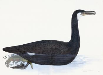 Rudbeck 010 COMORANT 30x22